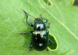 Typophorus nigritus; Sweetpotato Leaf Beetle