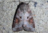 10304 - Trichordestra legitima; Striped Garden Caterpillar Moth