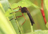 Diogmites platypterus; Hanging-thief Robber Fly species