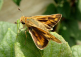 Hylephila phyleus; Fiery Skipper; female