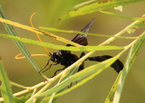 Thyreodon atricolor; Ichneumon Wasp species