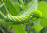 7775 - Manduca sexta; Tobacco Hornworm