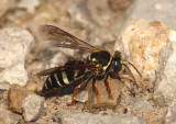 Bicyrtes ventralis; Sand Wasp species; female
