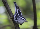 Black-and-White Warbler; female