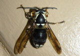 Dolichovespula maculata; Bald-faced Hornet