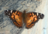 Vanessa virginiensis; American Lady