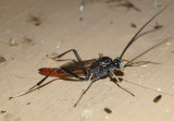 Ichneumoninae Ichneumon Wasp species