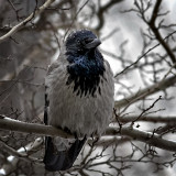The Hooded Crow