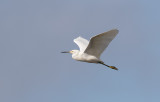 Snowy Egret (Egretta thula)