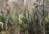 Six Mile Cypress Slough, Florida