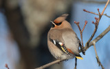 Bohemian Waxwing (Bombycilla garrulus)