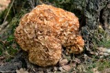 Fungi