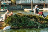 Invasive Weed Removal 1