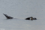Sea Lion, Beaver Bay  11