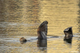 California Sea Lion Sunning  12