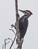 181215 Pileated Woodpecker 7337.jpg