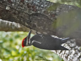 181215 Pileated Woodpecker 7375.jpg