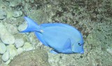 Blue tang 