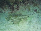 Southern ray