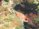 Squirrelfish 