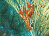 Soft coral 