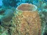 Big red barrel sponge 