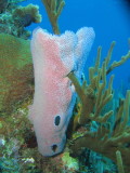 Purple tube sponge 