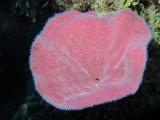 Another purple sponge