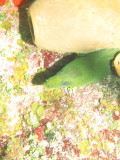Green Morey Eel 