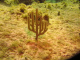 IMG_0118.JPG