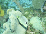 IMG_0066.JPG