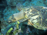 IMG_0139.JPG