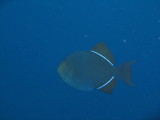 IMG_0003.JPG