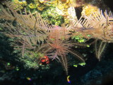 IMG_0005.JPG