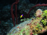 IMG_0033.JPG