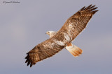 Red-tailed Hawk