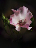 Peony.jpg
