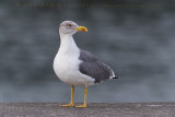 Azores Gull (Larus michahellis atlantis)