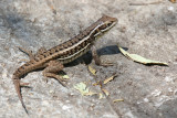 Lizard sp.