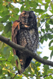 Stygian Owl - (Asio stygius)