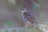 Swainson´s Warbler - (Limnothlypis swainsonii)