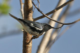 Black-throated Blue Warbler - (Setophaga caerulescens)