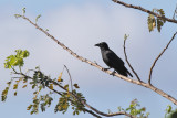 Palm Crow - (Corvus palmarum)