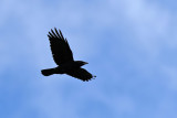 Palm Crow - (Corvus palmarum)