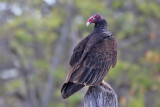 Turkey Vulture - (Cathartes aura)