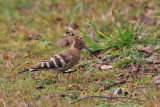 Rare birds in Sweden