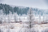 Hoar frost on Tamarack trees