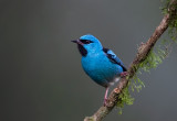 Blue Dacnis