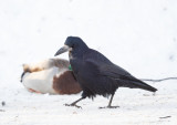 Rook