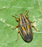 Mrkstreckad spetsnsa (Aelia klugii).jpg